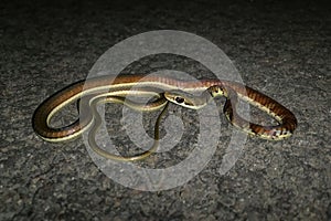 Juvenile Bronzeback tree snake, Dendrelaphis tristisÃ¢ÂÂ£